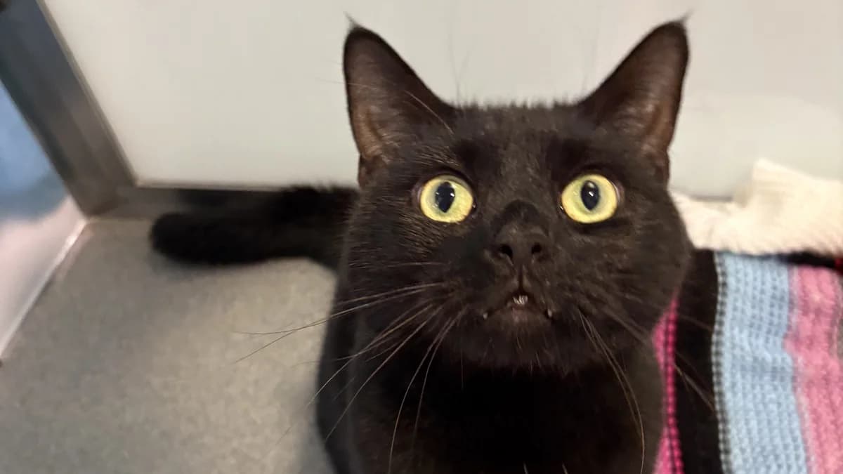 Little Gentleman photo 2