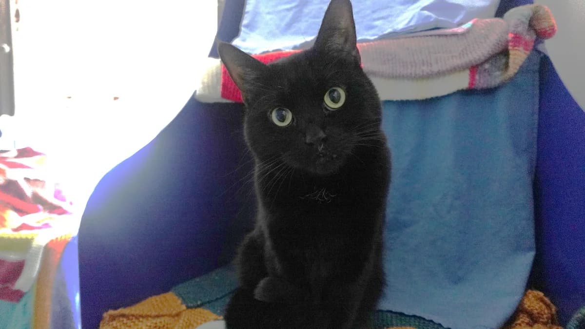 Little Gentleman photo 3