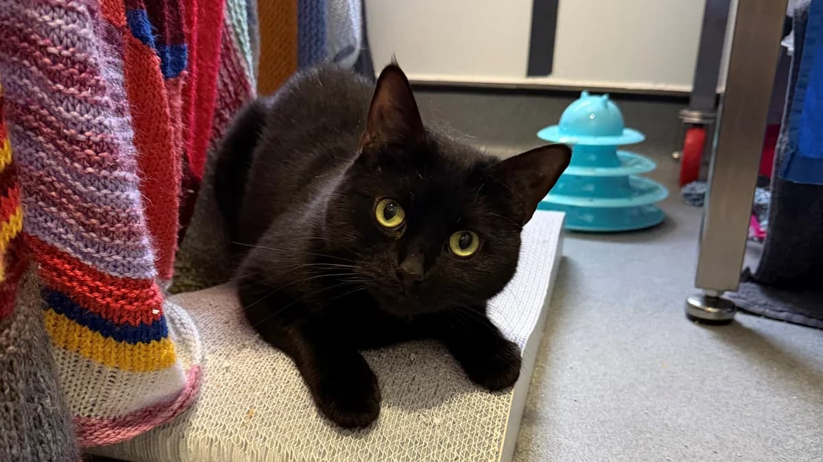 Little Gentleman photo 4