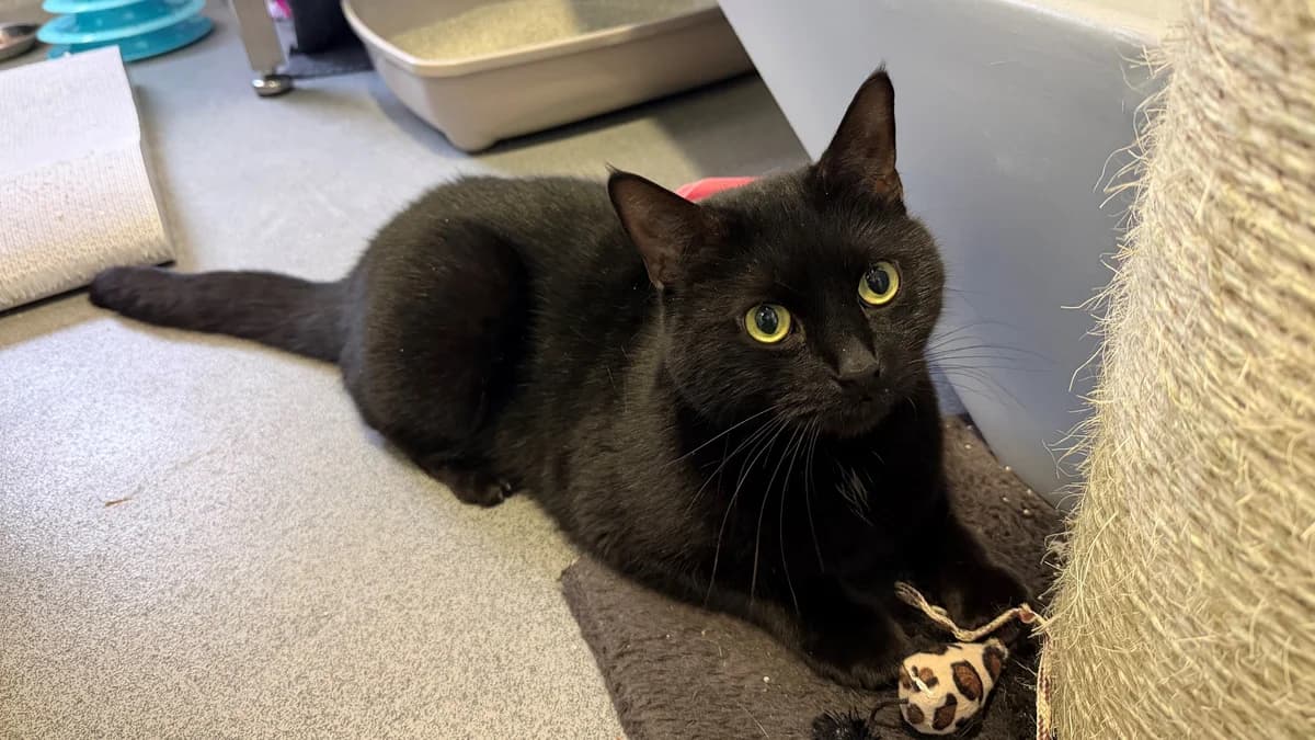 Little Gentleman photo 6