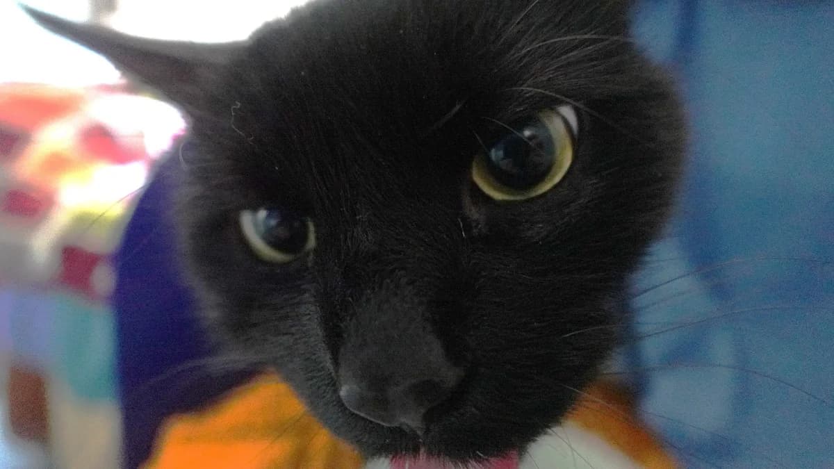 Little Gentleman photo 7