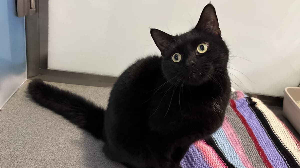 Little Gentleman photo 8