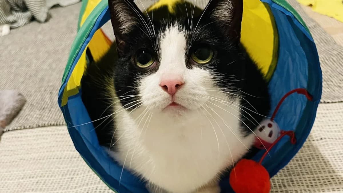 Officer Little Legs photo 2