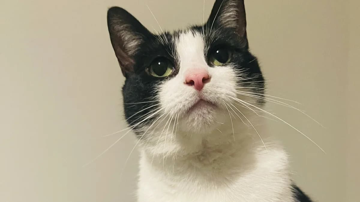 Officer Little Legs photo 3