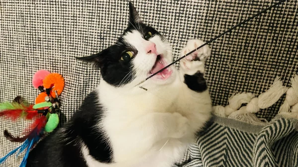 Officer Little Legs photo 4