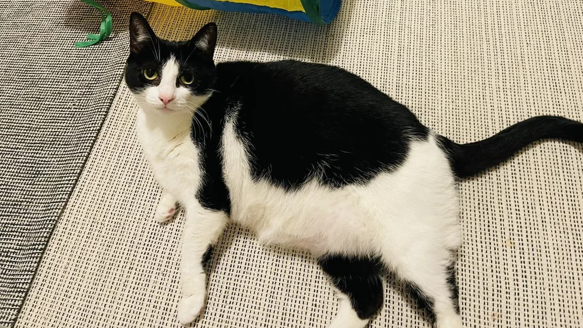 Officer Little Legs photo 5