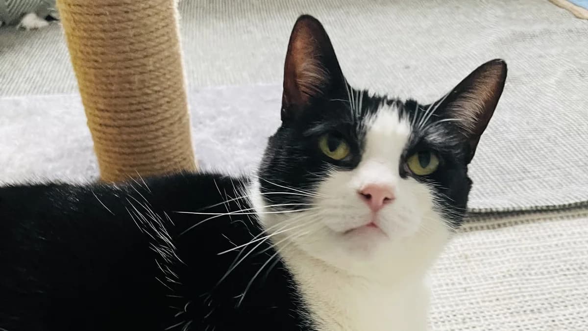 Officer Little Legs photo 6