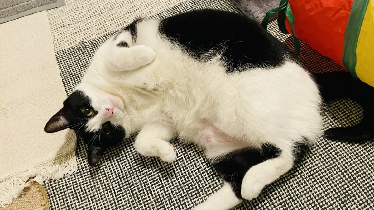 Officer Little Legs photo 7