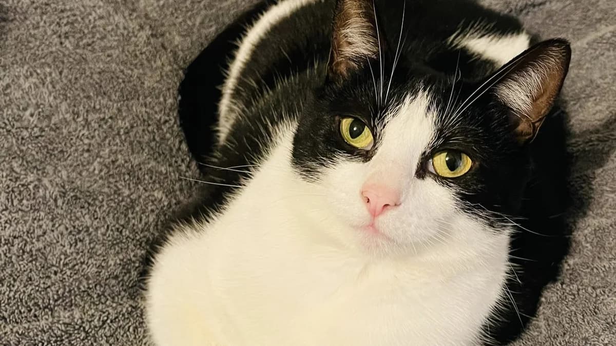 Officer Little Legs photo 8