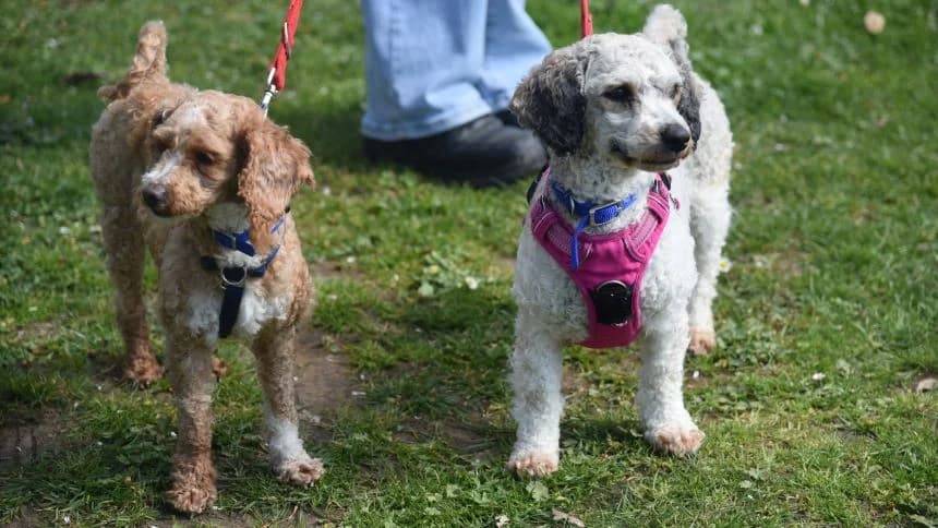 Peach (& Pear) photo 3