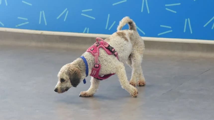 Peach (& Pear) photo 4