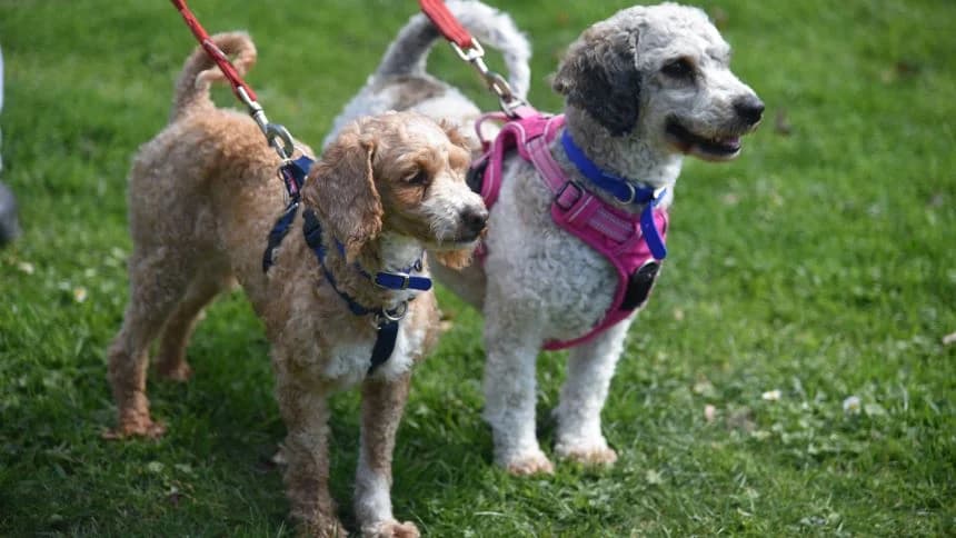 Peach (& Pear) photo 5