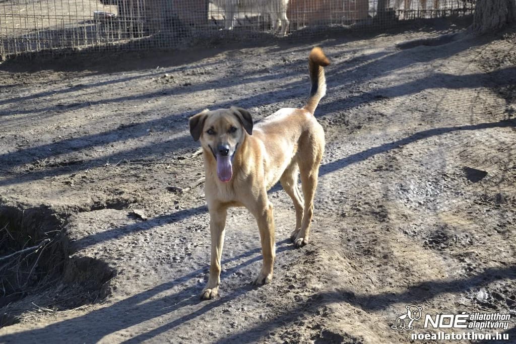 Grafit Dakar photo 2