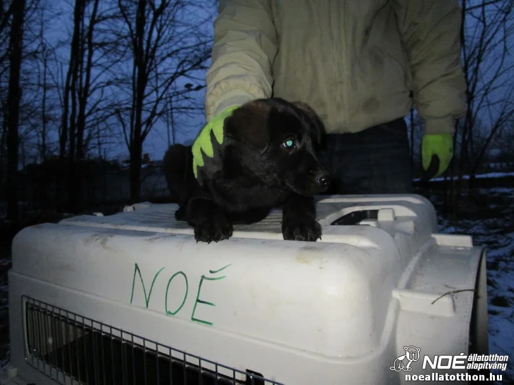 Kál család Kapolcs