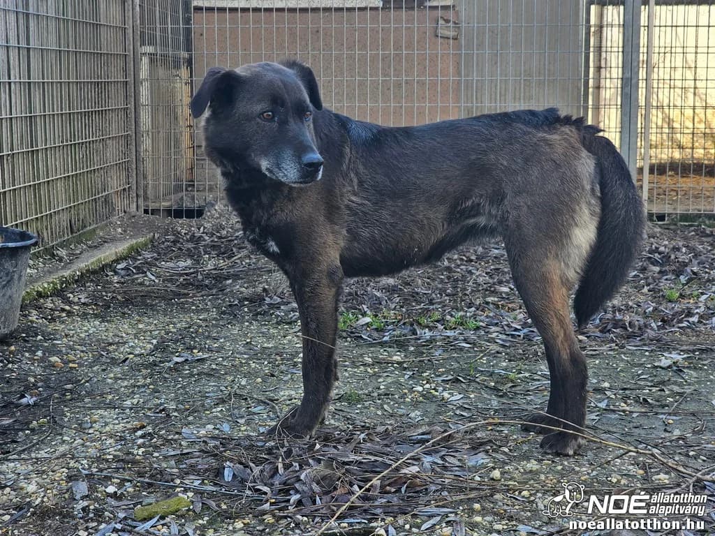 Kál család Killikki