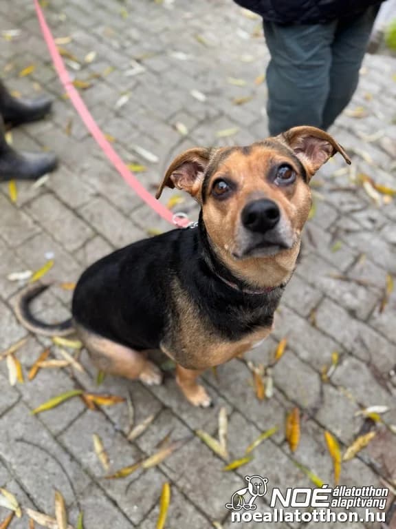 Minimanó Mia photo 2