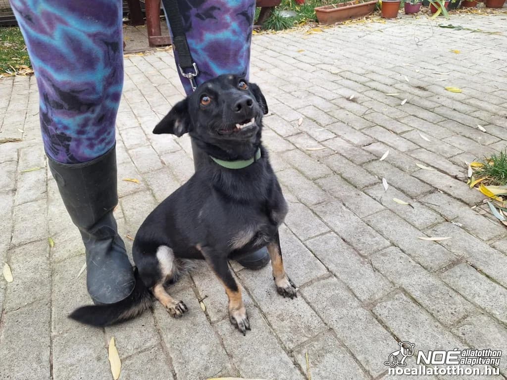 Iszkiri család Xixo