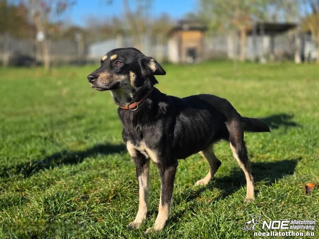 Heves Rekettye - gazdijelöltes!