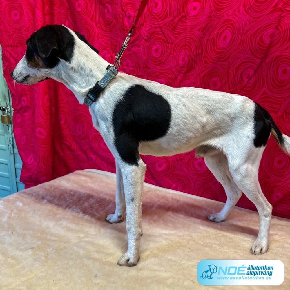 Besnyői Benett photo 2