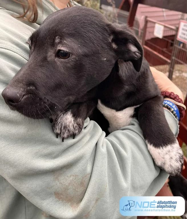 Népes Cheese photo 2