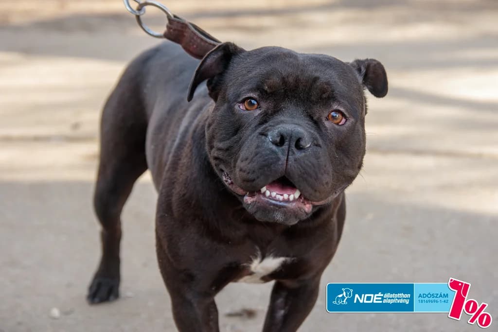 Ripley - EREDETI GAZDÁJÁT KERESSÜK photo 3