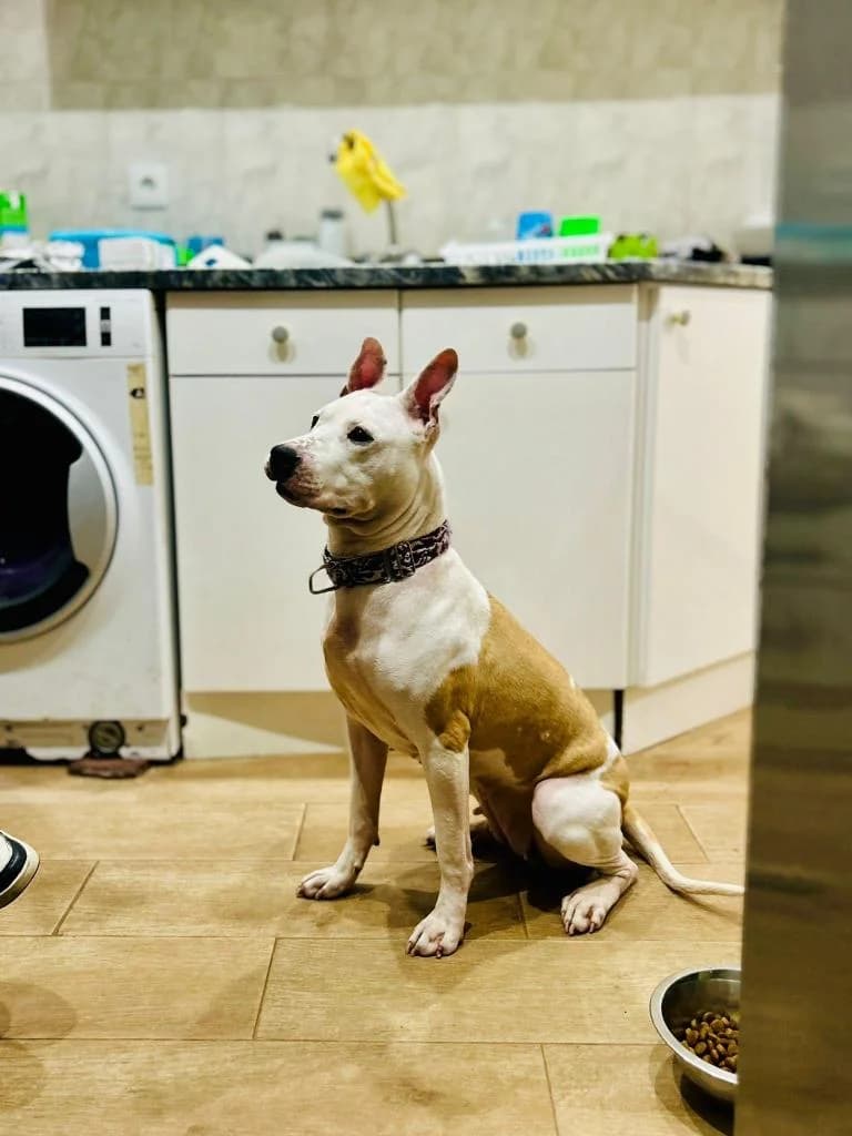 PETIFYC10002 photo 4