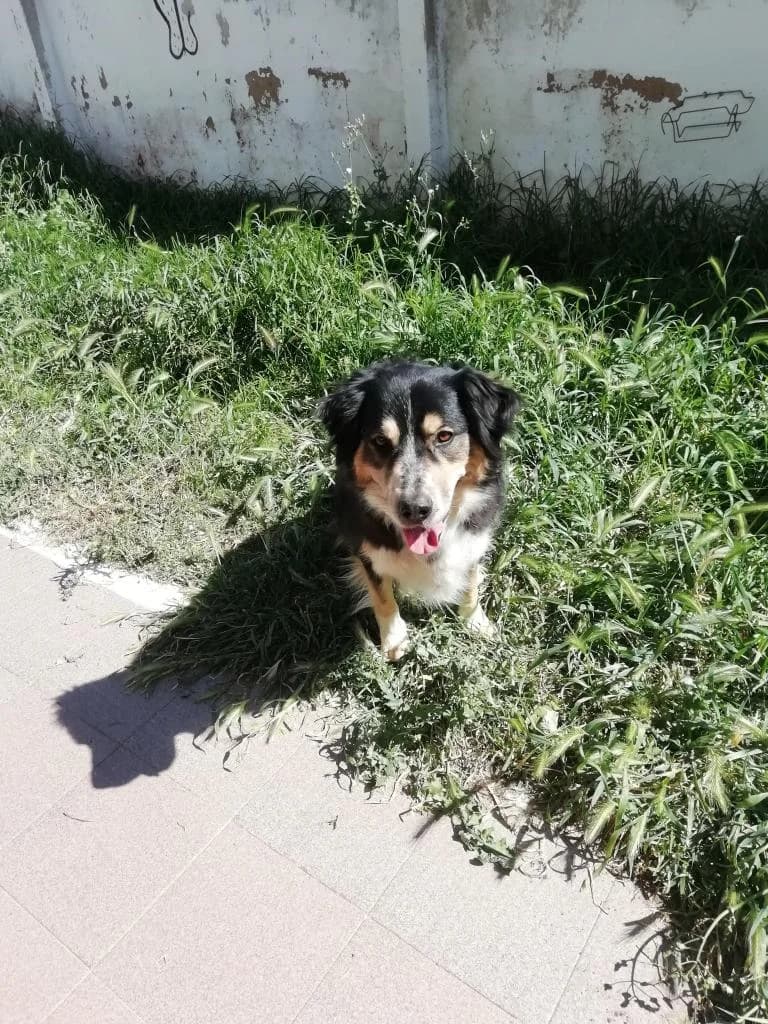 PETIFYC10032 photo 2