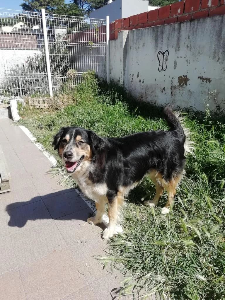 PETIFYC10032 photo 3