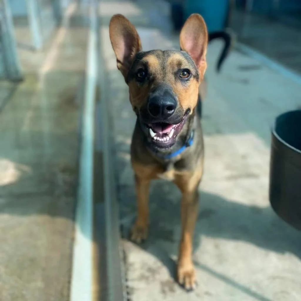 PETIFYC10032 photo 7