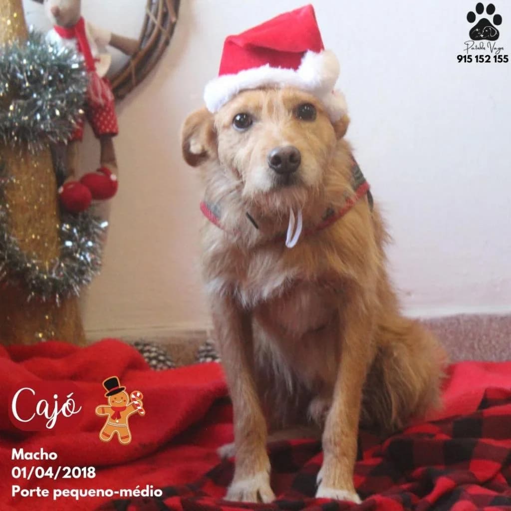 PETIFYC10051 photo 2