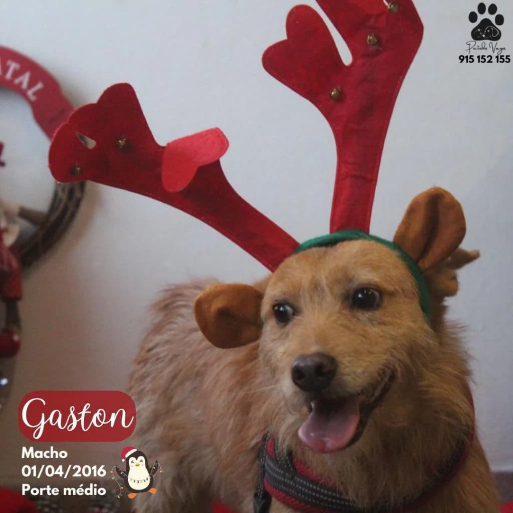 PETIFYC10051 photo 3