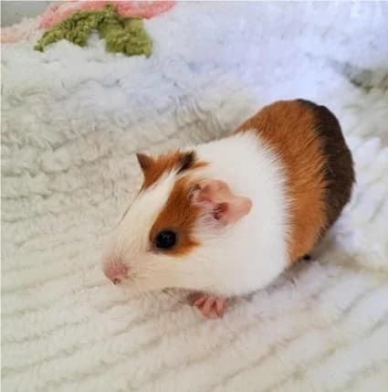 PETIFYC10054 photo 5