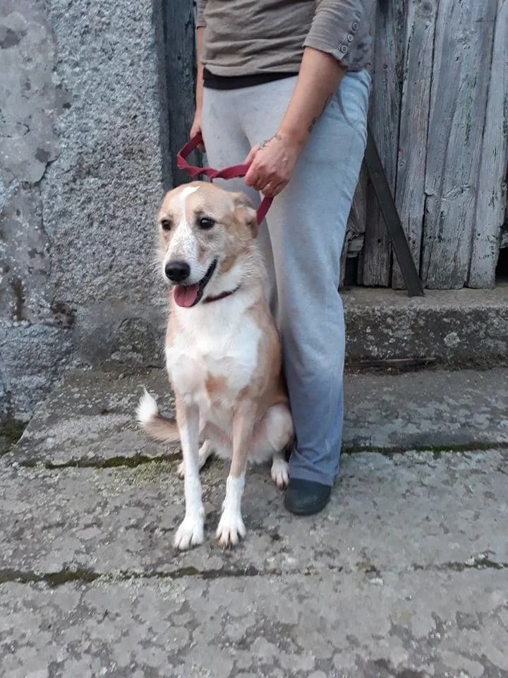 PETIFYC10054 photo 6