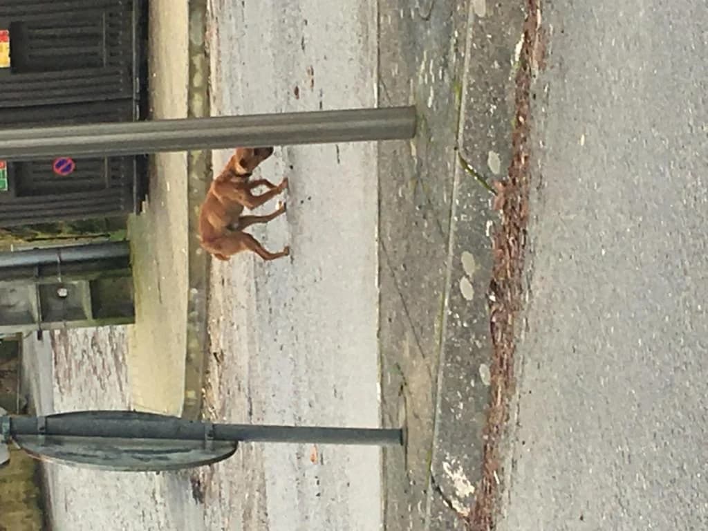 PETIFYC10054 photo 8