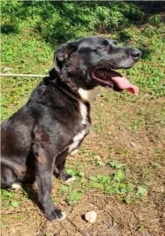 PETIFYC10085 photo 3