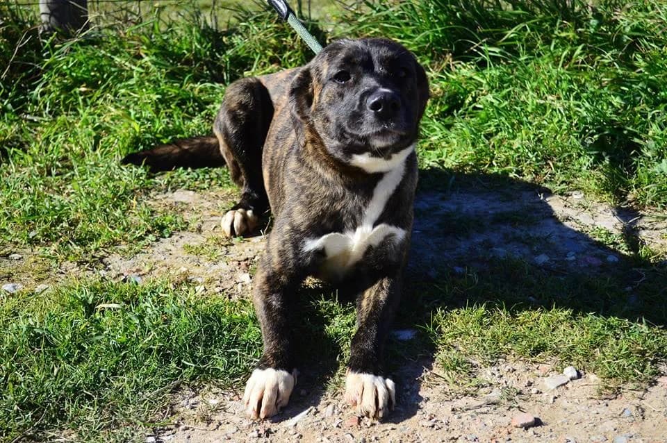 PETIFYC10085 photo 6