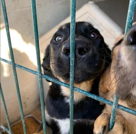 PETIFYC10085 photo 8