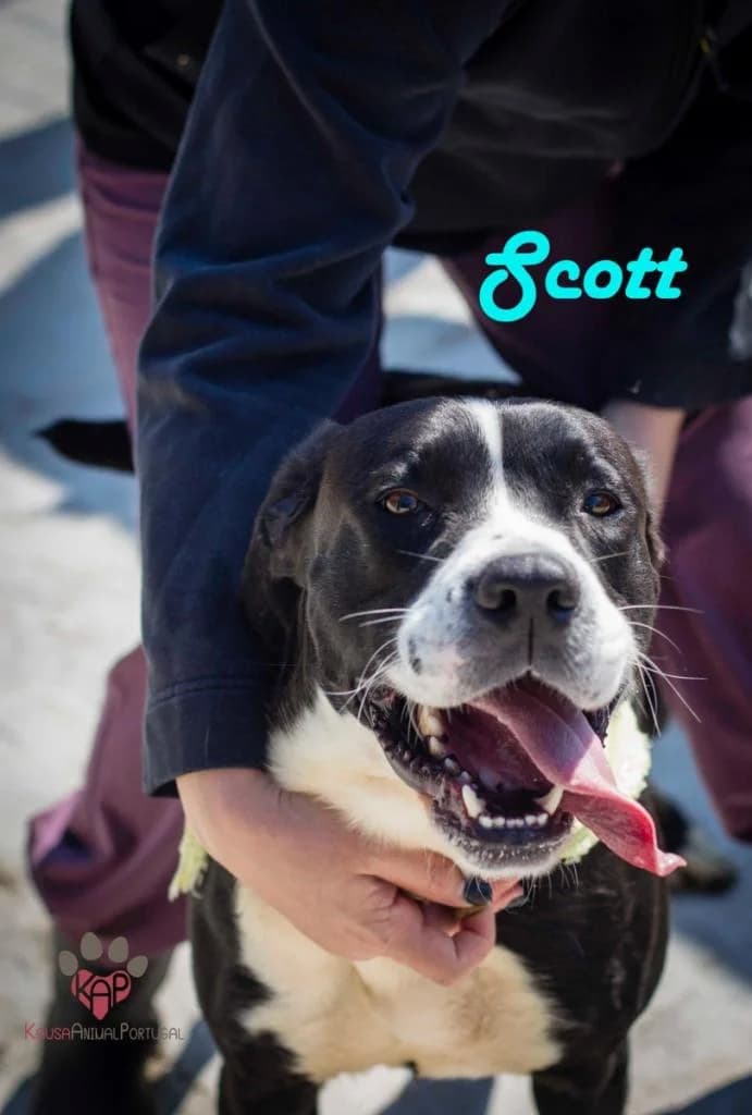 PETIFYC10087 photo 7