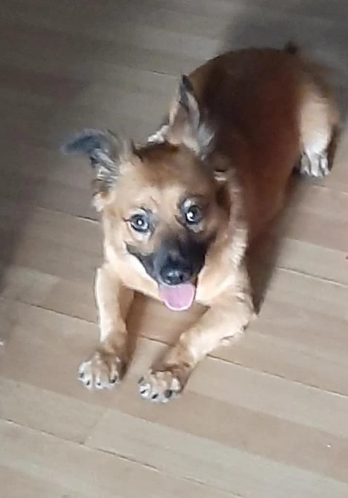 PETIFYC10089 photo 6