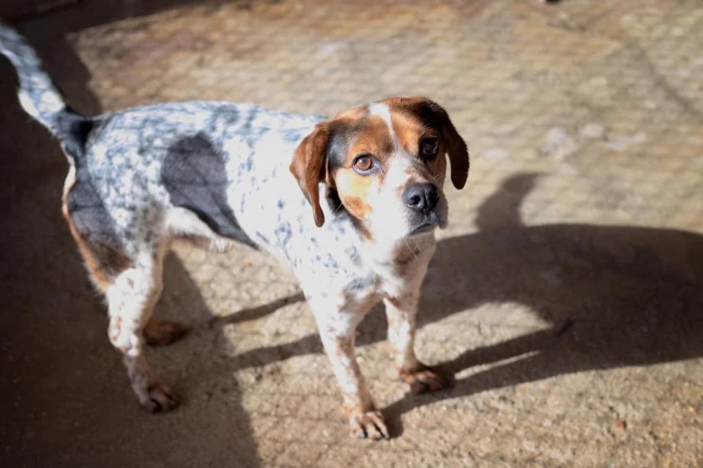 PETIFYC10096 photo 4