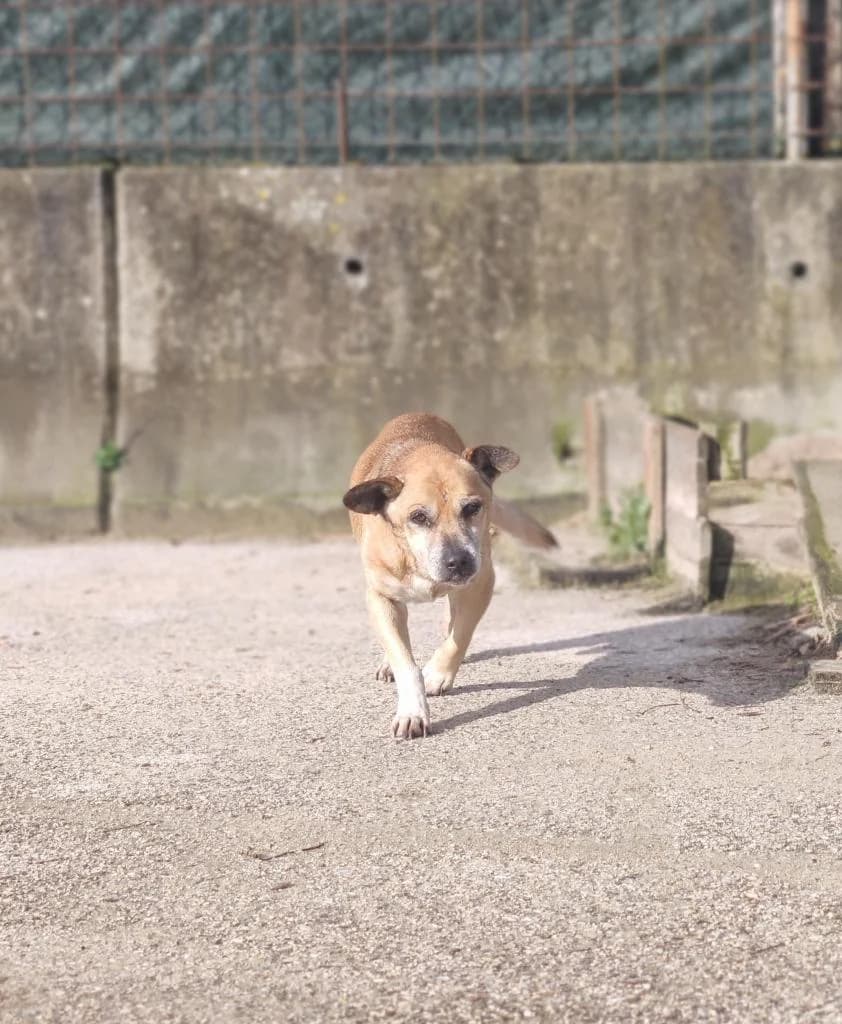 PETIFYC10096 photo 6