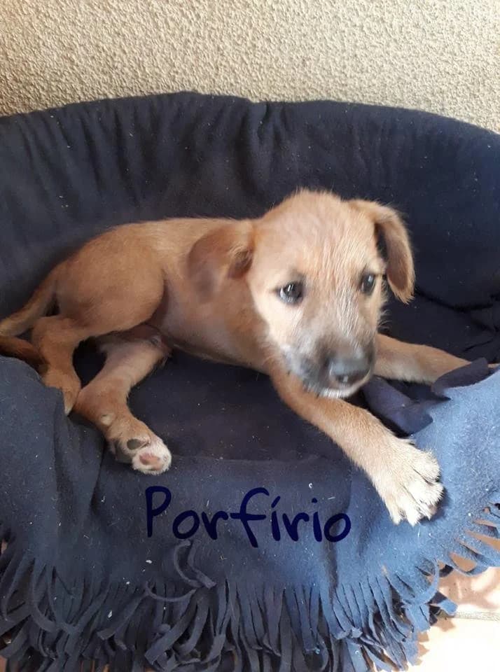 PETIFYC10096 photo 7