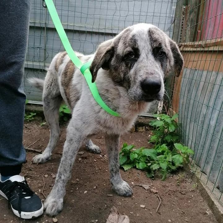 PETIFYC10096 photo 8