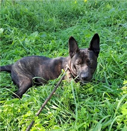 PETIFYC10103 photo 2