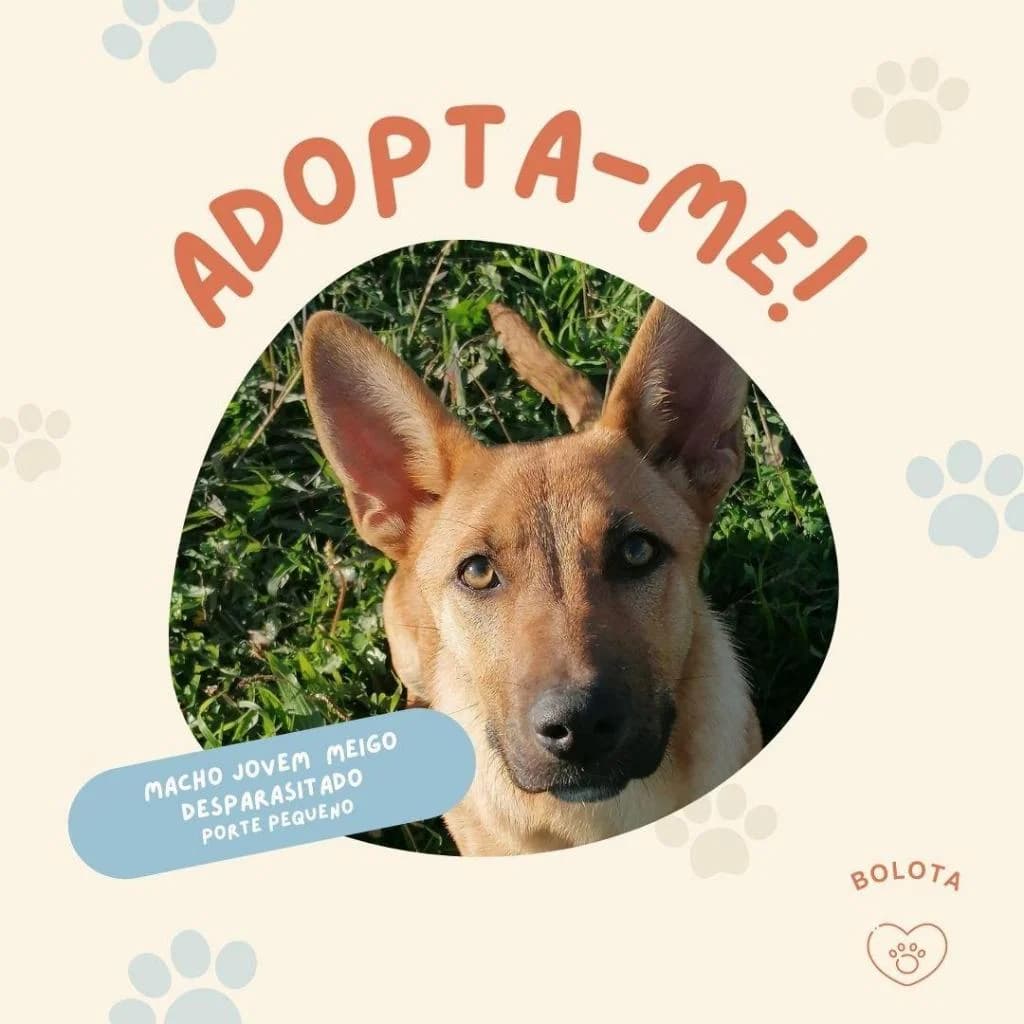 PETIFYC10103 photo 7