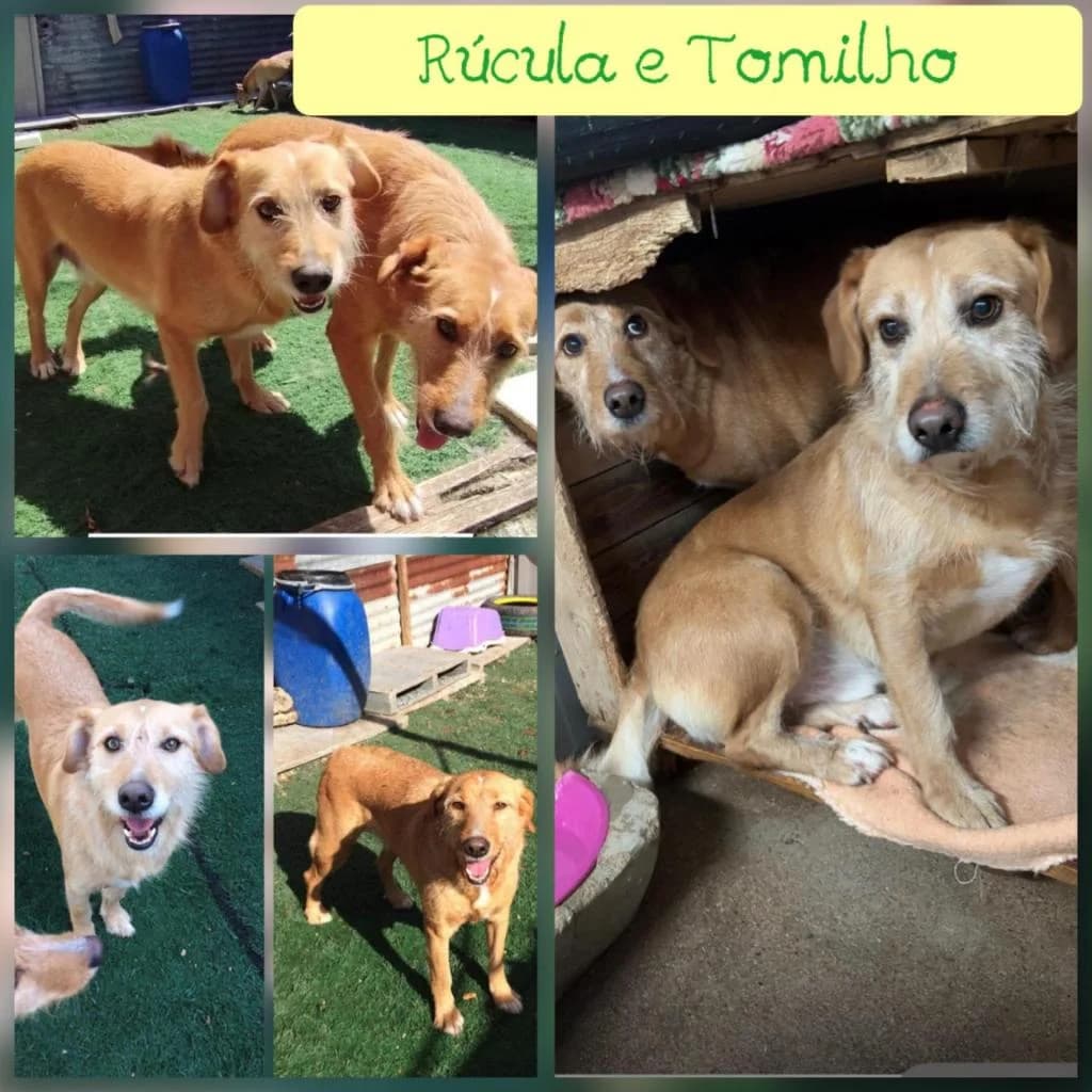 PETIFYC10103 photo 8