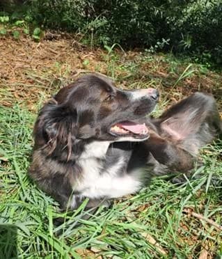 PETIFYC10104 photo 3