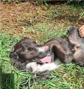 PETIFYC10104 photo 4