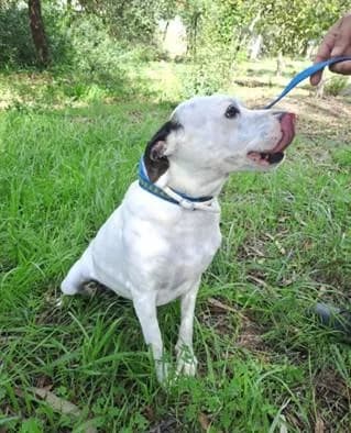 PETIFYC10105 photo 4