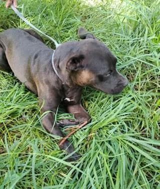 PETIFYC10106 photo 3